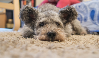 a pumi dog lying on the carpet in a house