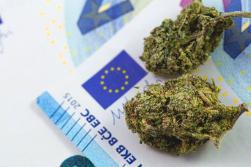 medical marijuana, cannabis buds and euro banknotes