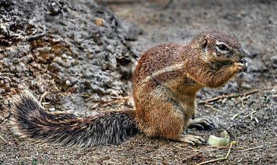 African ground squirrel. Latin name - Xerus inaurus	
