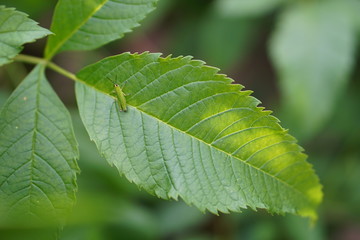 Green leaves and green grasshoppers are swallowed up by the leaves, used as a natural background image.