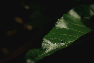 green leaves on dark background