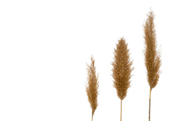 Yellow spikelet on white background. Isolated image