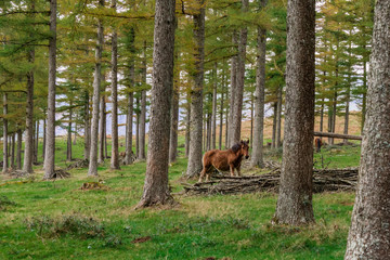 wild horses grazing in a green meadow, in the Basque country