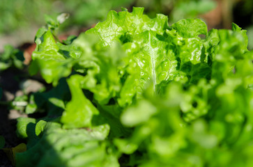 The bush of fresh green salad grows on an open-air bed in the sun