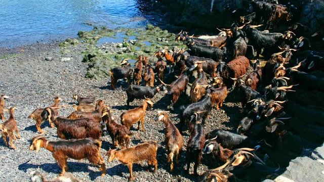 Bad der Ziegen ein uralten Brauch. Diesen uralten Brauch der Guanchen pflegt man in Puerto de la Cruz, zur Sommersonnenwende bzw. der Johannisnacht, auch heute noch. Es handelt sich dabei um ein Fruch