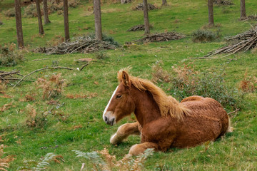wild horses grazing in a green meadow, in the Basque country