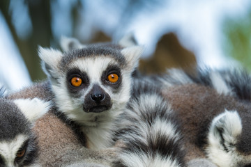 Naklejka na ściany i meble Madagascar lemur close-up
