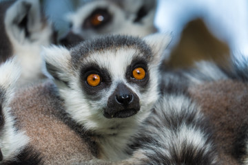 Madagascar lemur close-up (Lemur catta)