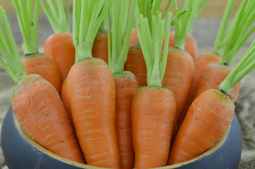 Carrots in bowl, closeup