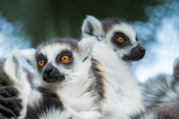 two Madakascar lemurs closeup (Lemur catta)