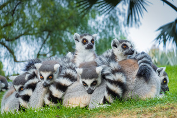 Funny madakascar lemurs  (Lemur catta) © olgavisavi
