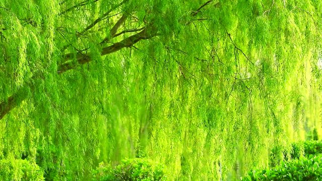 weeping willow tree and light green leaves wall swing by wind is the wall of nature