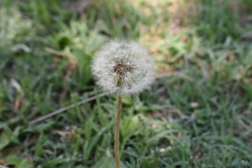 Fototapeta premium Diente de León