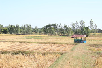 Fototapeta premium The rice fields that are finished harvesting