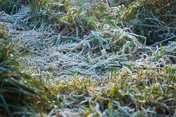 Frosty grass close up early morning