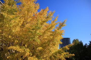 真っ青な秋空に映える黄色のイチョウ
