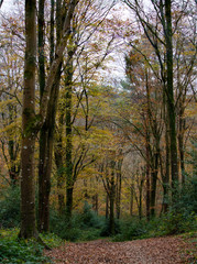 Fototapeta premium Autumnal woodland cornwall england uk 