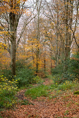 autumnal woodland with fall colours of orange and yellow 