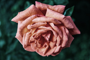 Morning Rose