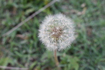 Fototapeta premium Diente de León