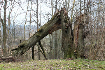 a hurricane tumbled down a tree in a park