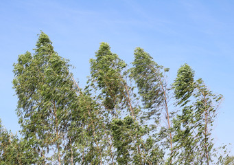 outdoor eucalyptus is blown by the winding.