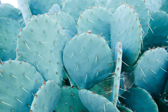 cactus pads in the desert
