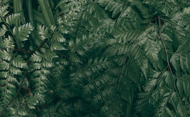 Naklejka na ściany i meble Tropical green leaf background, Dark tone theme.