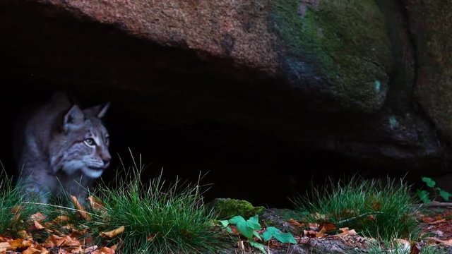 Lynx coming out of a cave
