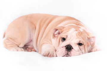 Puppy breed English bulldog on a white background. Isolate.