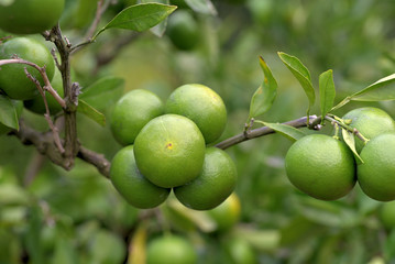 Young fruits of satsuma orange, on the branch