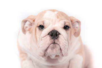 Fototapeta premium Puppy breed English bulldog on a white background. Isolate.