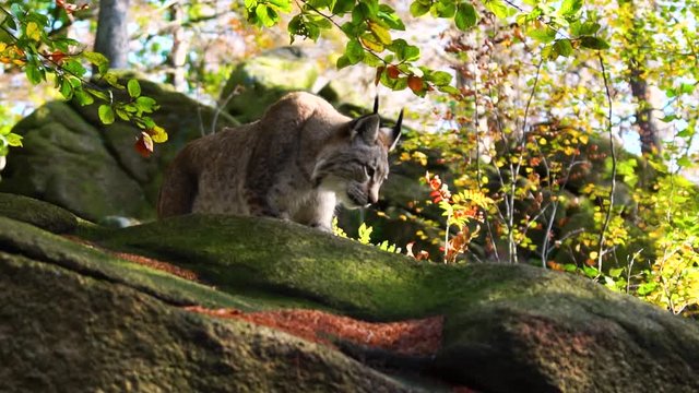 Lynx sniffing for prey