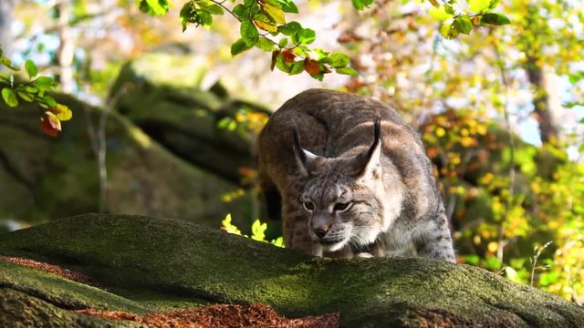 Lynx sniffing clos