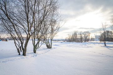 winter landscape with trees and snow