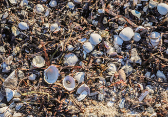 Detailed close up view at shells on a sandy beach at the baltic sea