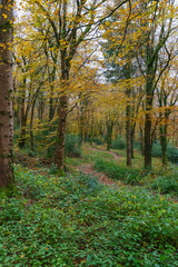 Naklejka premium autumnal woodland with fall colours of orange and yellow 