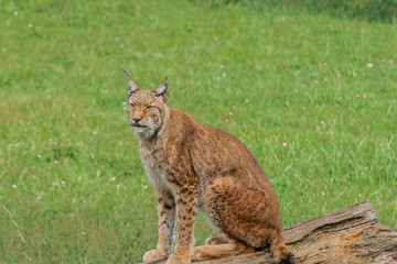 boreal lynx resting in its territory