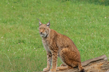 boreal lynx resting in its territory