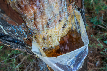Collecting tree resin in wood. Closeup view of transparent plastic big bag full of fresh resin. Greece. Horizontal color photography.