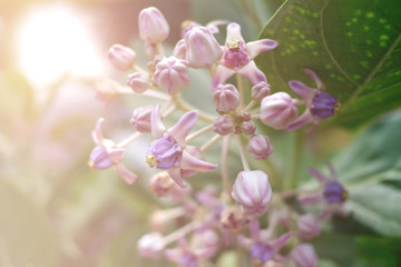 calotropis giantea flower or crown flowers blooming in the garden