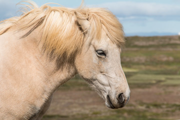 Caballo despeinado por el viento