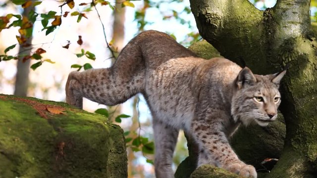 Lynx walking over stones Slowmotion 50FPS