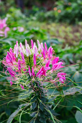Pink And White Spider flower, Cleome hassleriana in the park garden in the evening atmosphere nature style background or noise and soft focus or blur.
