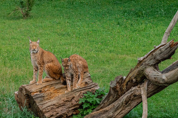 boreal lynx resting in its territory