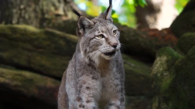 Lynx panting