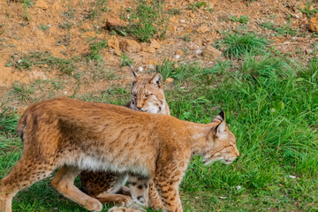 boreal lynx resting in its territory