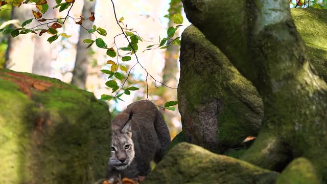 Lynx walking through rocks
