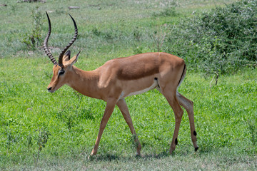 Naklejka na ściany i meble Impala ram in African safari, Tanzania