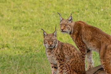 boreal lynx resting in its territory